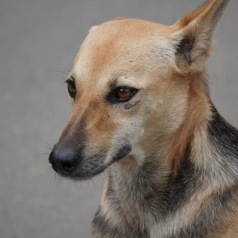 Retrato de um cão